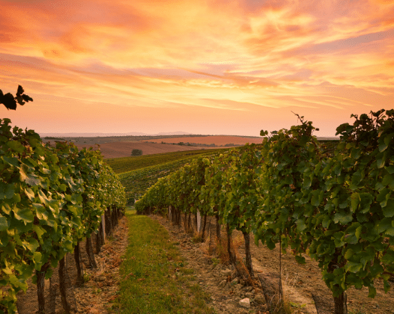 Glamping South Australia