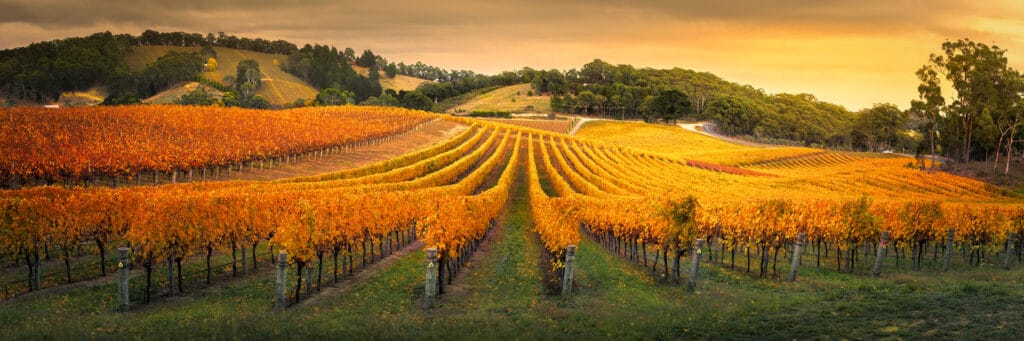 Grapevine sin autumn in Adelaide Hills